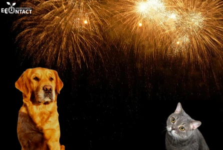 Focurile de artificii – spaima animalelor și pericol pentru mediul înconjurător