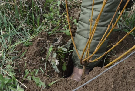 EcoContact plantează două hectare de fâșie agroforestieră la Andrușul de Jos