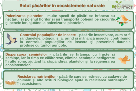 Ziua Internațională a Păsărilor