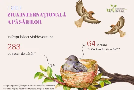 Ziua internațională a păsărilor – conștientizarea şi celebrarea diversității avifaunei
