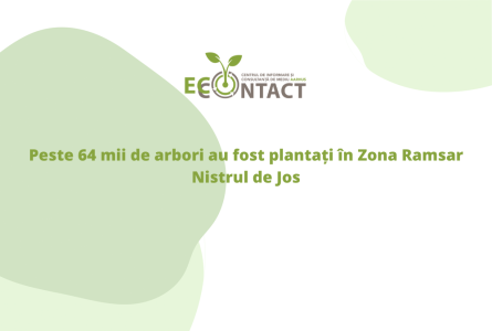 Peste 64 mii de arbori au fost plantați în Zona Ramsar Nistrul de Jos